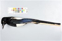 藏品(喜鵲)的圖片